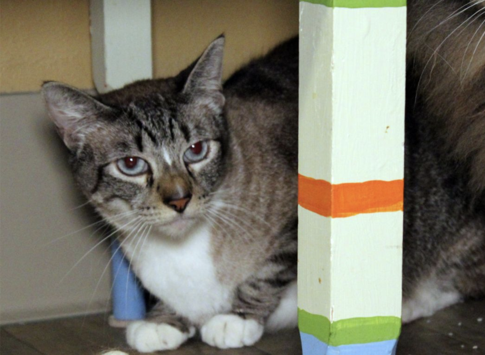 200728.Pets.FurryFriends.CK.3..png